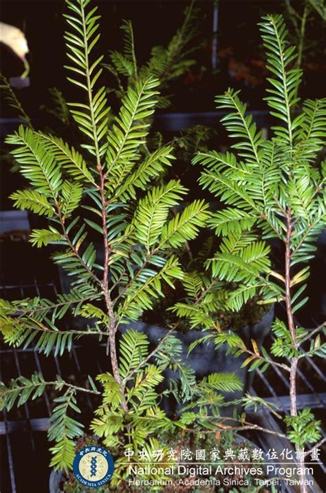 南洋紅豆杉|南洋紅豆杉 (Taxus wallichiana)